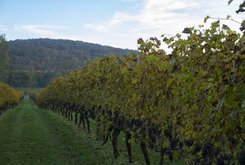 Rows of grapevines heavy with dark fruit in autumn below a low wooded ridge